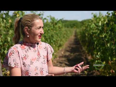 Do RIDJICE se dolazi samo jednim putem, imaju LEKOVITO BLATO i divno vino | POGAČA I SO Ep.73