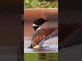 The Scary Sound Of The Birds Shorts Shortsfeed Facts
