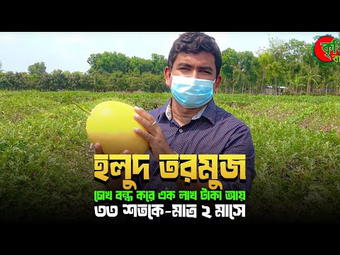 Yellow watermelon( হলুদ তরমুজ)- চোখ বন্ধ করে এক লাখ টাকা আয় ৩৩ শতকে-মাত্র ২ মাসে (২য় পর্ব)