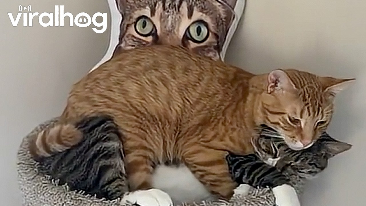 Simba Likes Willow's Personal Space || ViralHog