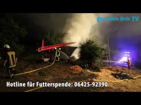 Hasen sterben in Flammen