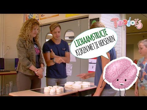 KIJKEN MET JE HERSENEN?! - LICHAAMSTRUCJE