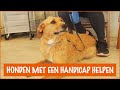 Nikkie heeft dringend hulp nodig! | DierenpraatTV