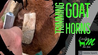 How to Remove a Misshaped Horn | OB Wire Saw “horn saw” | Raising Boer Goats