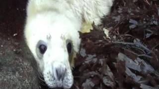 preview picture of video 'Grey Seal Pup Isle of Rum'