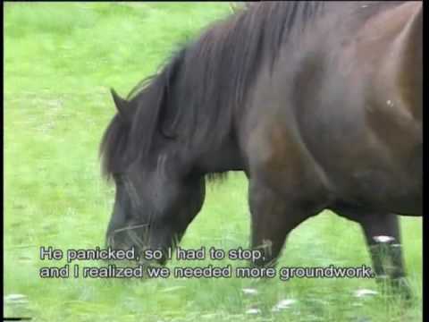 02-26 Horses with Problems - Gjafar 1-7