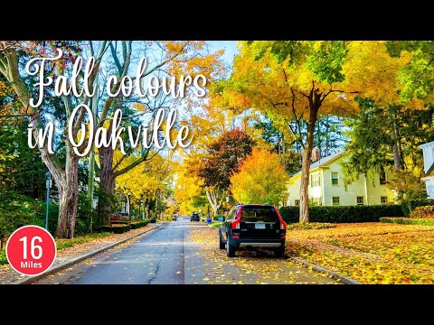 Fall Colours Driving in Oakville Historic Neighbourhood October 2022