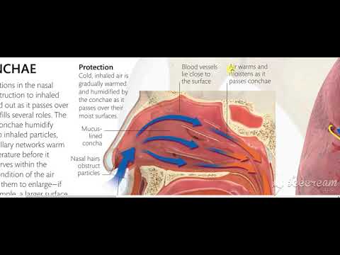 Nasal Cavity Airway 5