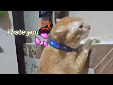 Cat suddenly loves to take a bath ❤️