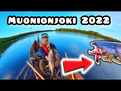Lohen soutukalastusta Muonionjoella 2022!!!