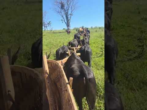 Tradição Goiâna - Água Fria de Goiás