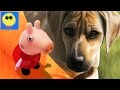 Peppa Pig Where Is The Dog Peppa Pig English New Episodes 2016 Cartoon For Children