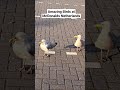 Amazing Birds Seagull At McDonalds In The Netherlands Sound Bird Watch