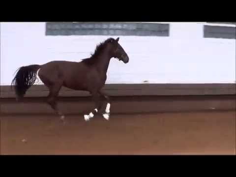 Livaldo v. Livaldon - Rotspon