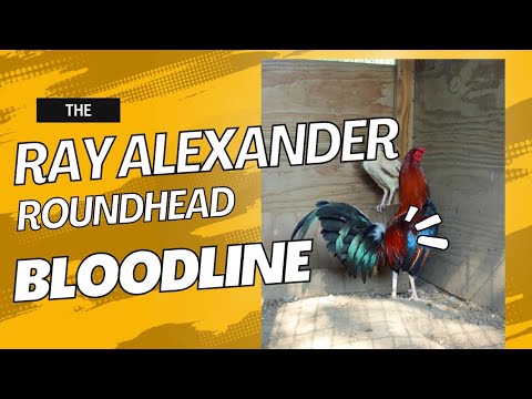 "Ray Alexander Roundhead: Legendary Gamefowl Bloodline Explained"