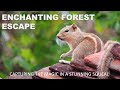 How Receptive Are Squeals Towards Humans Nature Photography At The Park