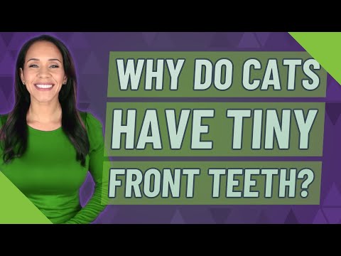 Why do cats have tiny front teeth?