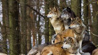 LIL PUMP  RONNYJ - TRIXXX [2018]