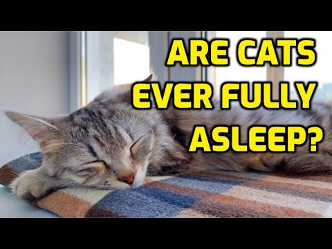 How Do Cats Fall Asleep So Quickly?