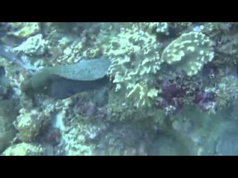 Moray Eel vs Shark - Incredible video