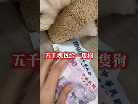 居然包五千塊給狗當紅包