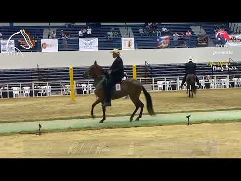 Resultados Potrancas Paso Fino de 36 a 48 meses Copa Elpidio Núñez Marín 2022🇵🇷