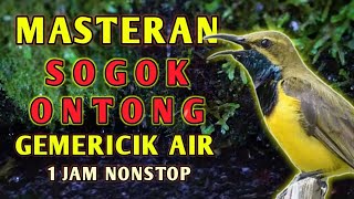 Download lagu Masteran Suara Burung Sogok Ontong SOGON Dengan Gemericik air untuk Terapi Dan Pancingan mp3