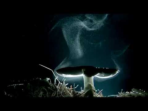 Videoclip de Allow — Björk