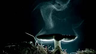 Allow Lyrics English Translation