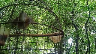 Download lagu srdc di alam liar mp3