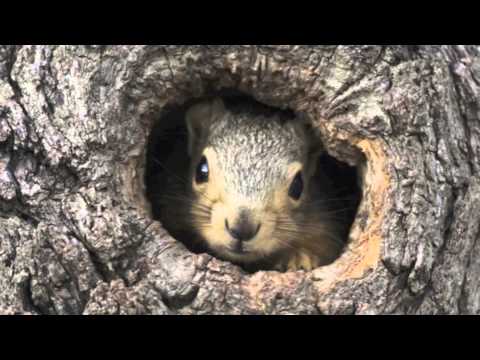 Johnsons Big Band - Make a Great Squirrel