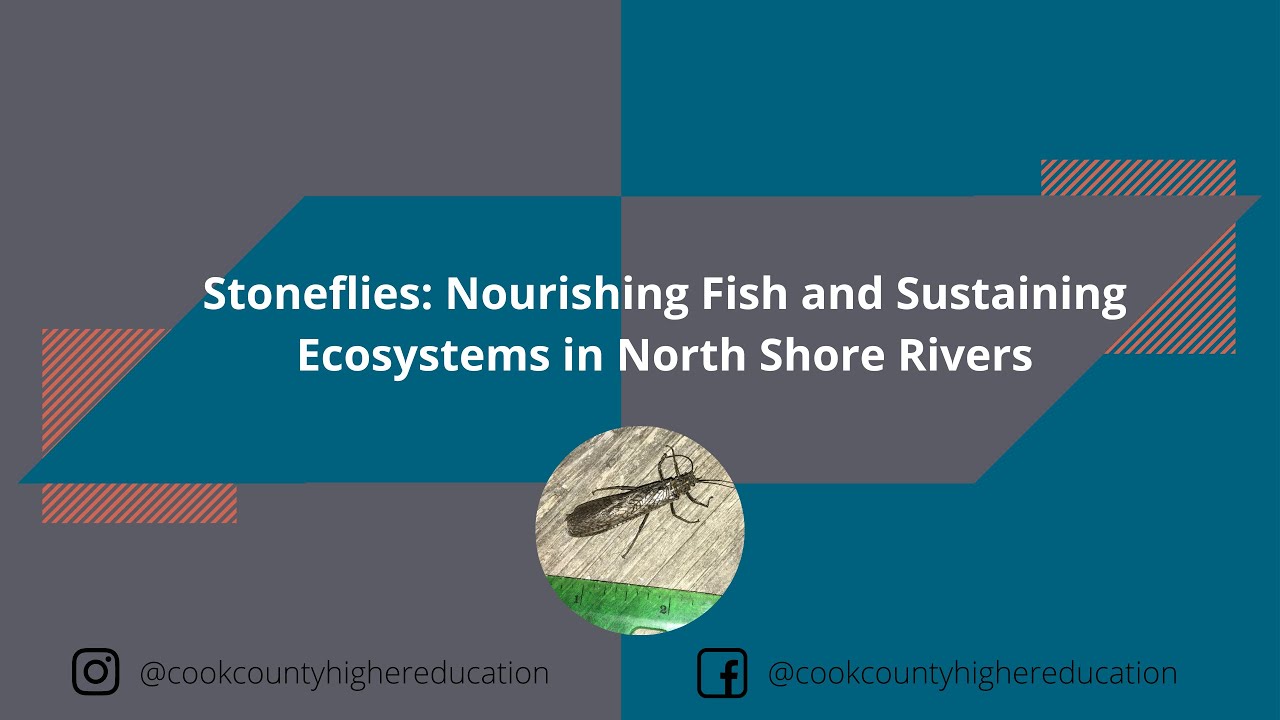 Stoneflies: Nourishing Fish and Sustaining Ecosystems in North Shore Rivers