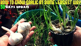 How To Grow Garlic At Home-Fast N Easy