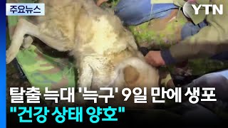 탈출 늑대 '늑구' 9일 만에 생포...건강 상태 양호 / YTN
