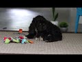 Cocker Spaniel dogs for sale: Oscar - Video 1