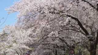 preview picture of video '海津大崎（滋賀県高島市）の桜 Cherry Blossoms in Kaizu-ohsaki'