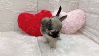 チワワ(ロング)の動画01