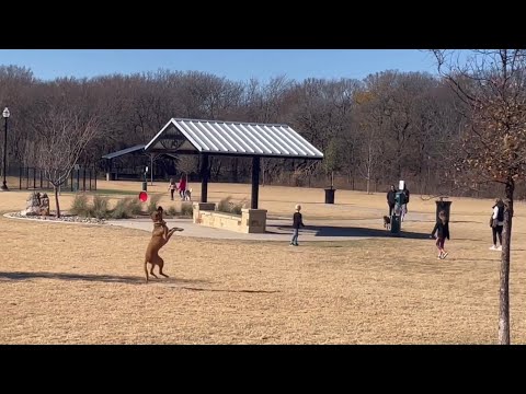 Dog Catches Frisbee