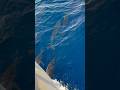 Bark Bark I’m swimming in the ocean with the fins out in Hawaii #makemecry #loveyoutoolate