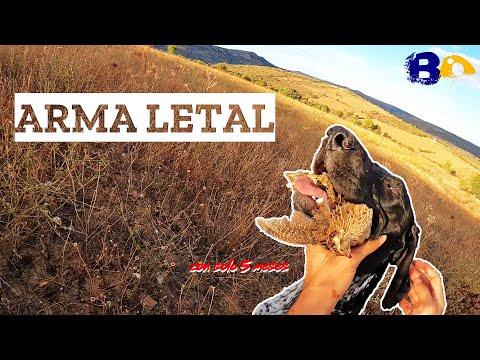 Este dulce cachorro ya es un temido cazador😲