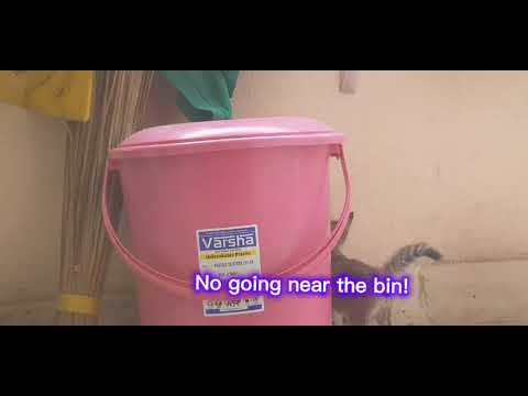 Meet Mi- Chan ( My new kitten)