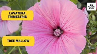Lavatera trimestris | Rose Mallow | Tree Mallow