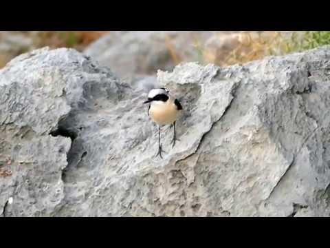 Black-eared Wheatear at Kato Zakros, Crete