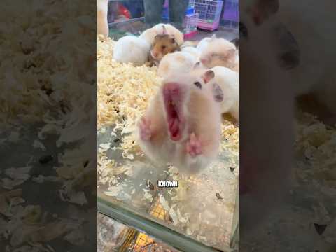 Why Everyone Loves the Syrian Hamster #animals #cute #shorts