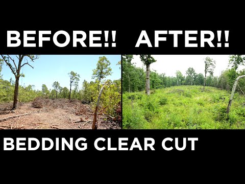 INCREDIBLE TRANSFORMATION!! | 2 Year Bedding Clear Cut Revisit