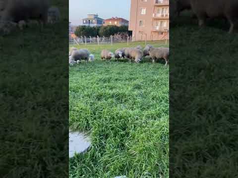 İle de france melezi koyunlar