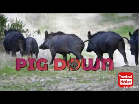 Hunting Texas Hogs🐗