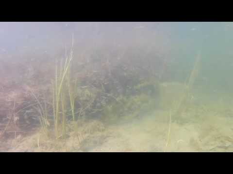 Excursie subacvatica @ Balta Doaga