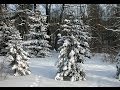 Снегопад. Снежный лес. Деревья одеваются в снег на глазах! 