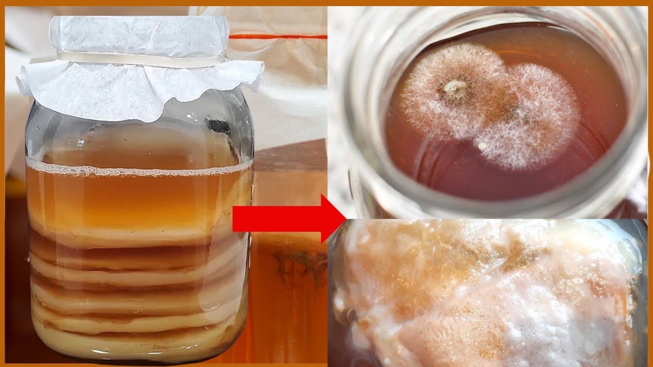 Top 5 KOMBUCHA brewing mistake you MUST avoid
